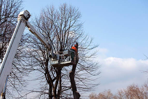 How Our Tree Care Process Works  in  Lewistown, MT